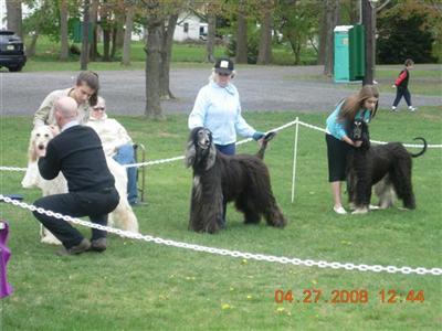 Stud Dogs - Afghan Hound