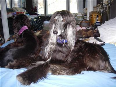 Stud Dogs - Afghan Hound