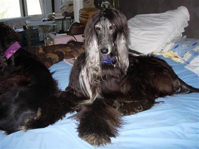 Stud Dogs - Afghan Hound