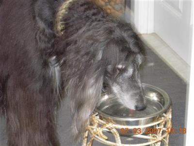 Stud Dogs - Afghan Hound