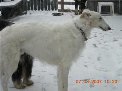 Dogs for Sale in MD