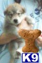 Wolf Dog Puppies for Sale