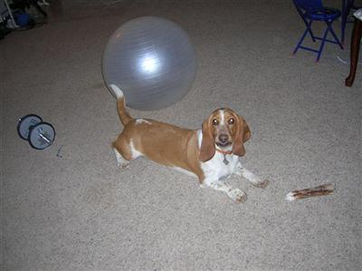 Dogs for Sale in CO