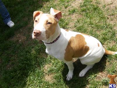 Dogs for Sale