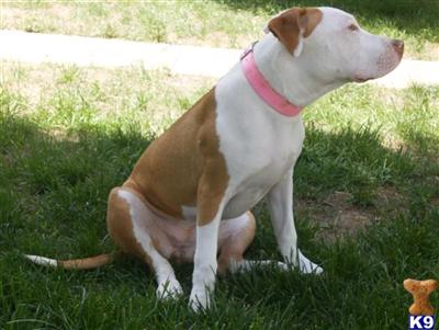 Dogs for Sale