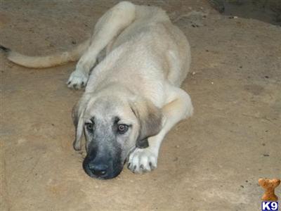 Anatolian Shepherd Dog Puppies for Sale