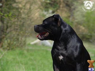 Staffordshire Bull Terrier