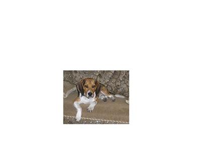 Stud Dogs - Beagle