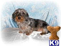 Puppies in OR