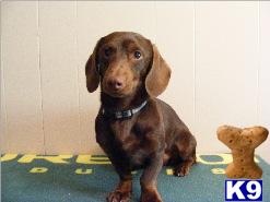 Stud Dogs in OR