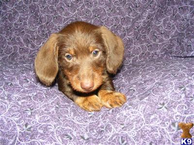 Puppies in OR