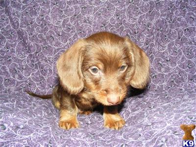 Puppies in OR