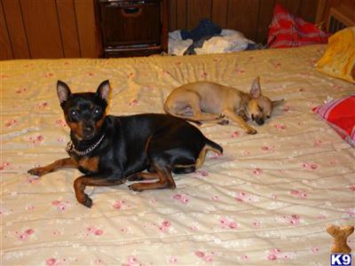 Stud Dogs in MA