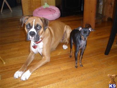 Female Dogs