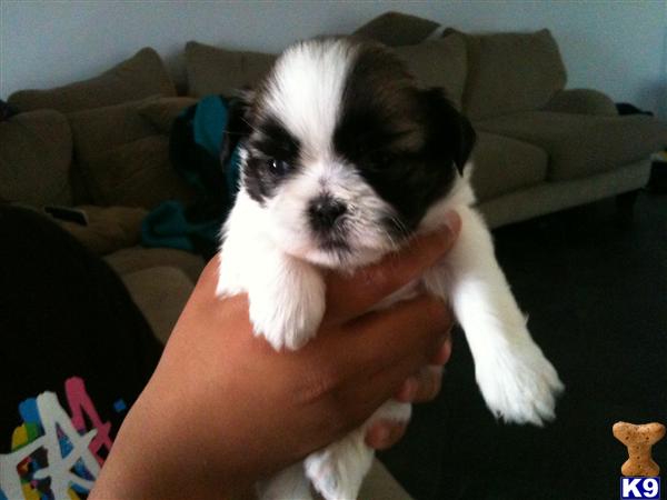 Shih+tzu+puppies+for+sale+in+riverside+ca