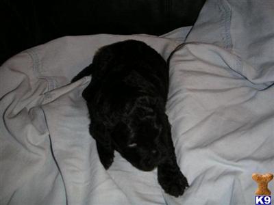 Portuguese Water Dog Puppies for Sale