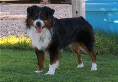 Stud Dogs - Miniature Australian Shepherd