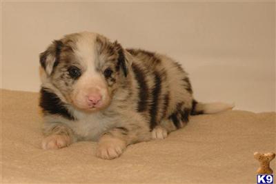 Border Collie Puppies for Sale