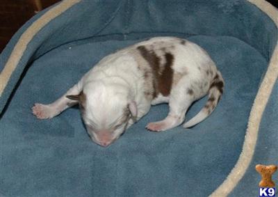 Border Collie Puppies for Sale