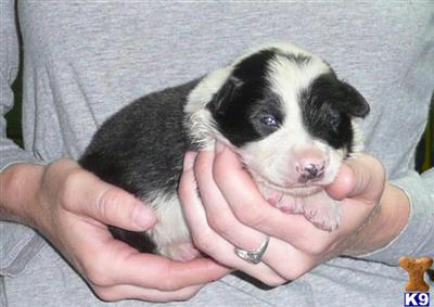 Border Collie Puppies for Sale