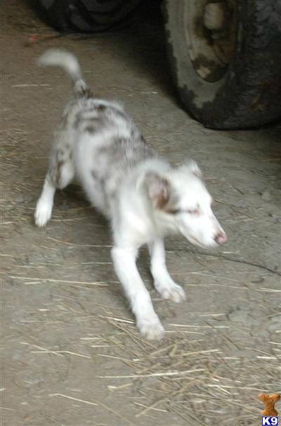 Border Collie Puppies for Sale