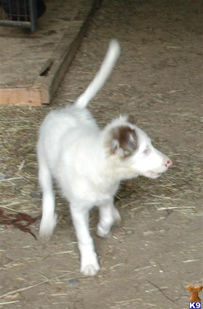 Border Collie Puppies for Sale