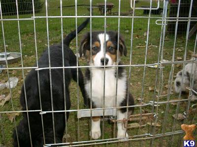 Puppies in MI