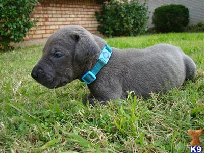 Great Dane Puppies for Sale