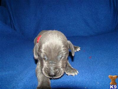 Great Dane Puppies for Sale