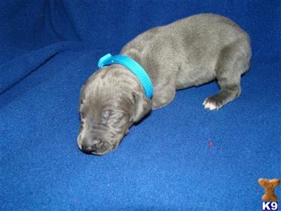 Great Dane Puppies for Sale