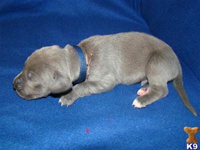 Great Dane Puppies for Sale