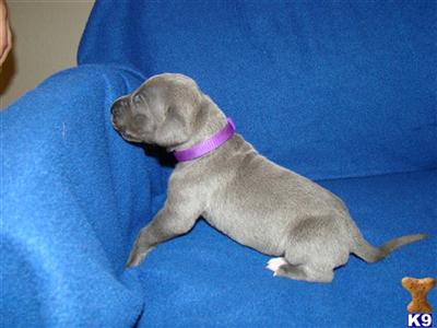 Great Dane Puppies for Sale