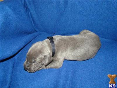 Great Dane Puppies for Sale