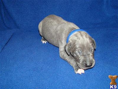 Great Dane Puppies for Sale