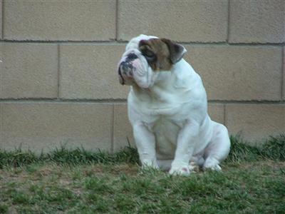 Stud Dogs - English Bulldog