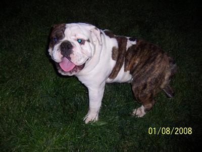 Stud Dogs - English Bulldog