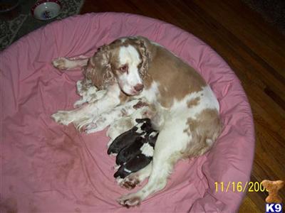 English Springer Spaniel Puppies for Sale