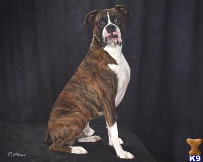 Stud Dogs - Boxer