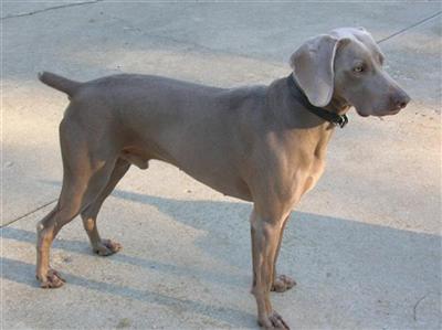 Stud Dogs in OH