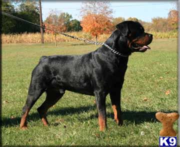 Stud Dogs in MO