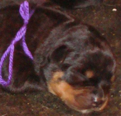 Rottweiler Puppies for Sale