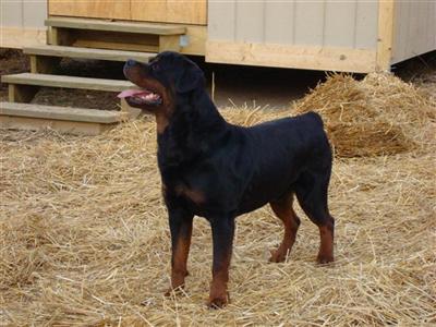 Stud Dogs in MO