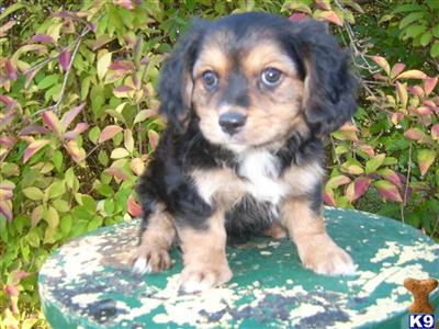 Puppies for Sale