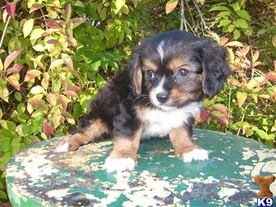Puppies for Sale