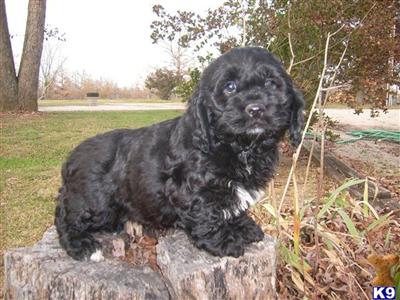 Puppies for Sale