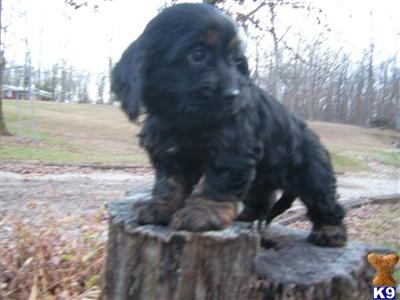 Puppies for Sale