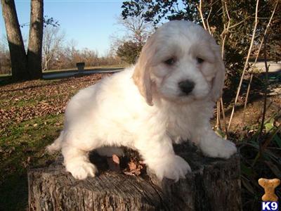 Puppies for Sale