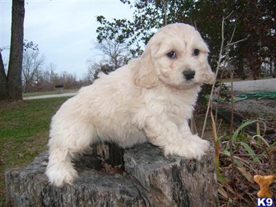 Puppies for Sale