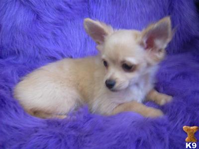 Puppies for Sale