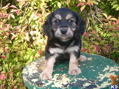 Puppies for Sale